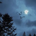 Spitze Ohren und scharfe Augen – Tiere der Nacht Spitze Ohren und scharfe Augen – Tiere der Nacht