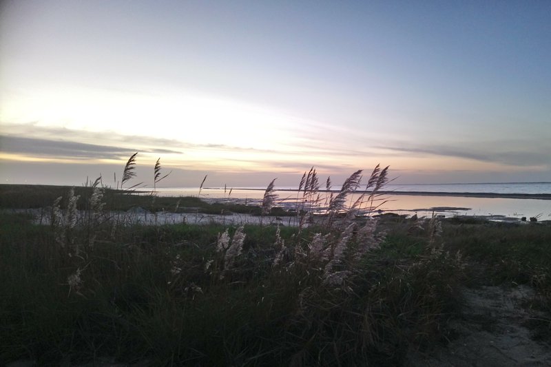 Die Salzwiese - Lebensraum zwischen Land und Meer