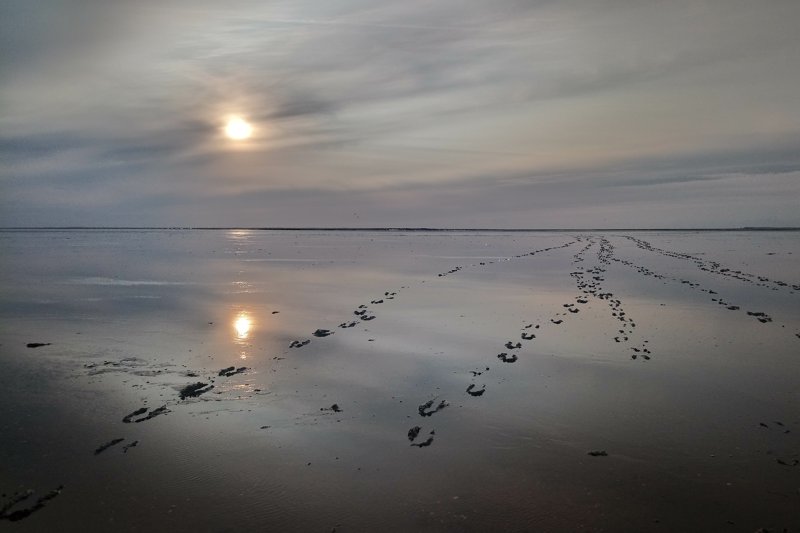 Priele - Lebensadern im Wattenmeer